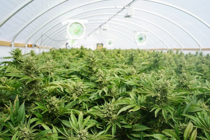 Hemp vs Cannabis odour control Hemp vs Cannabis odour control